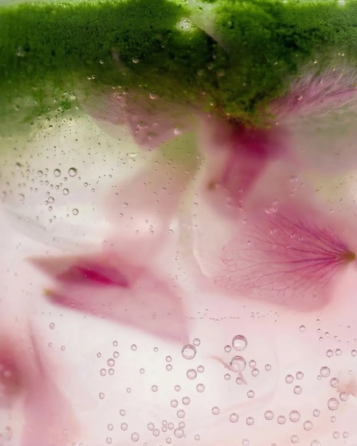 Matcha settling through sparkling sakura, salted blossom suspended in the bubbles