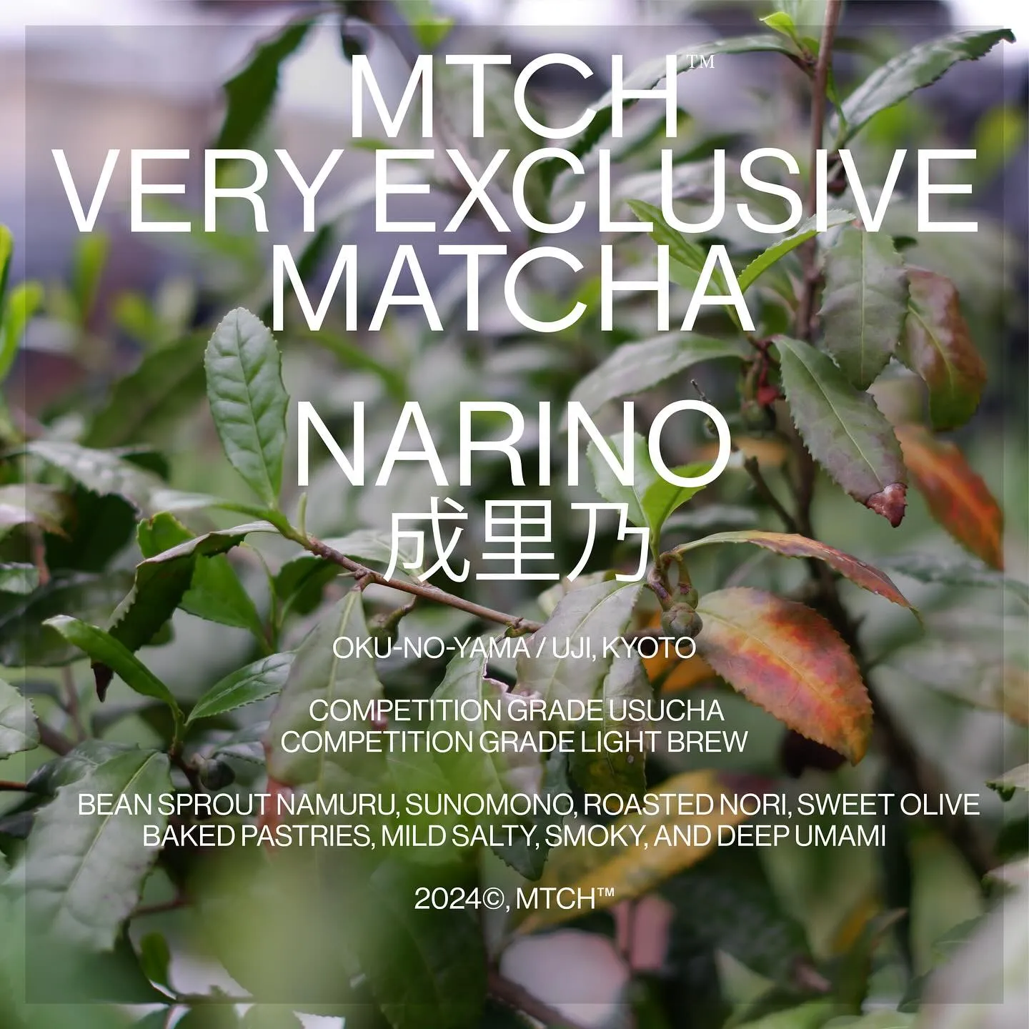 Narino Cultivar · MTCH